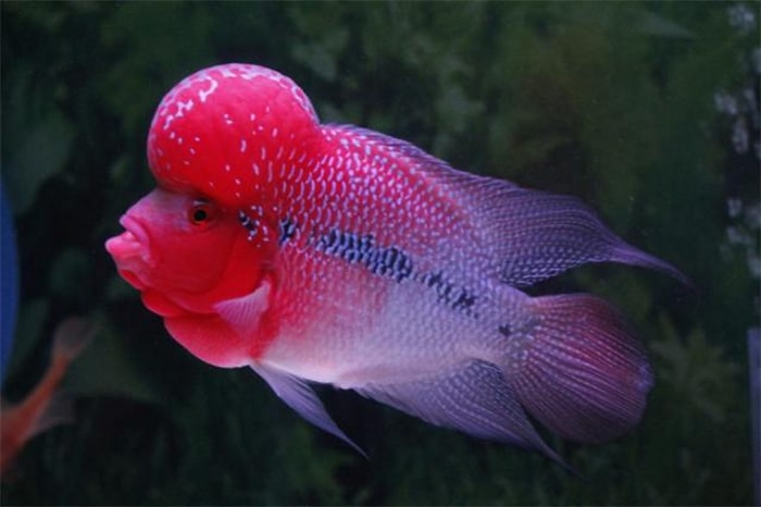 Cá La Hán Thái đỏ